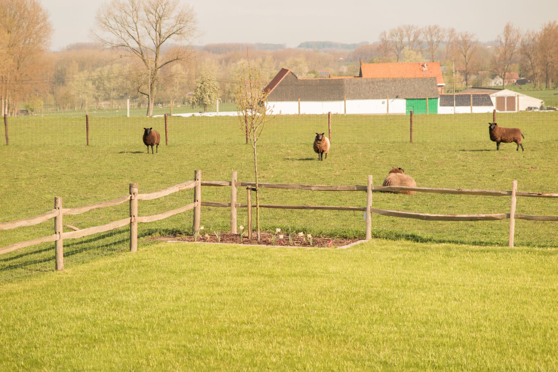 Schapen grazen in groene weide met houten hek en boerderij op achtergrond in Vlaamse Ardennen