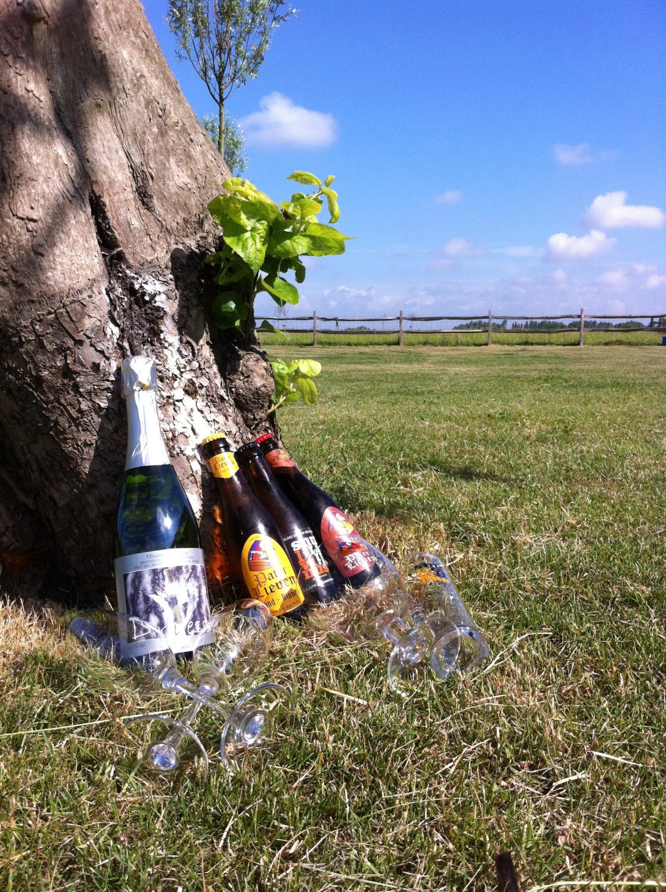 Lokale bierflesjes en wijnglazen bij boom op grasveld met houten hek - streekdranken in Vlaamse Ardennen