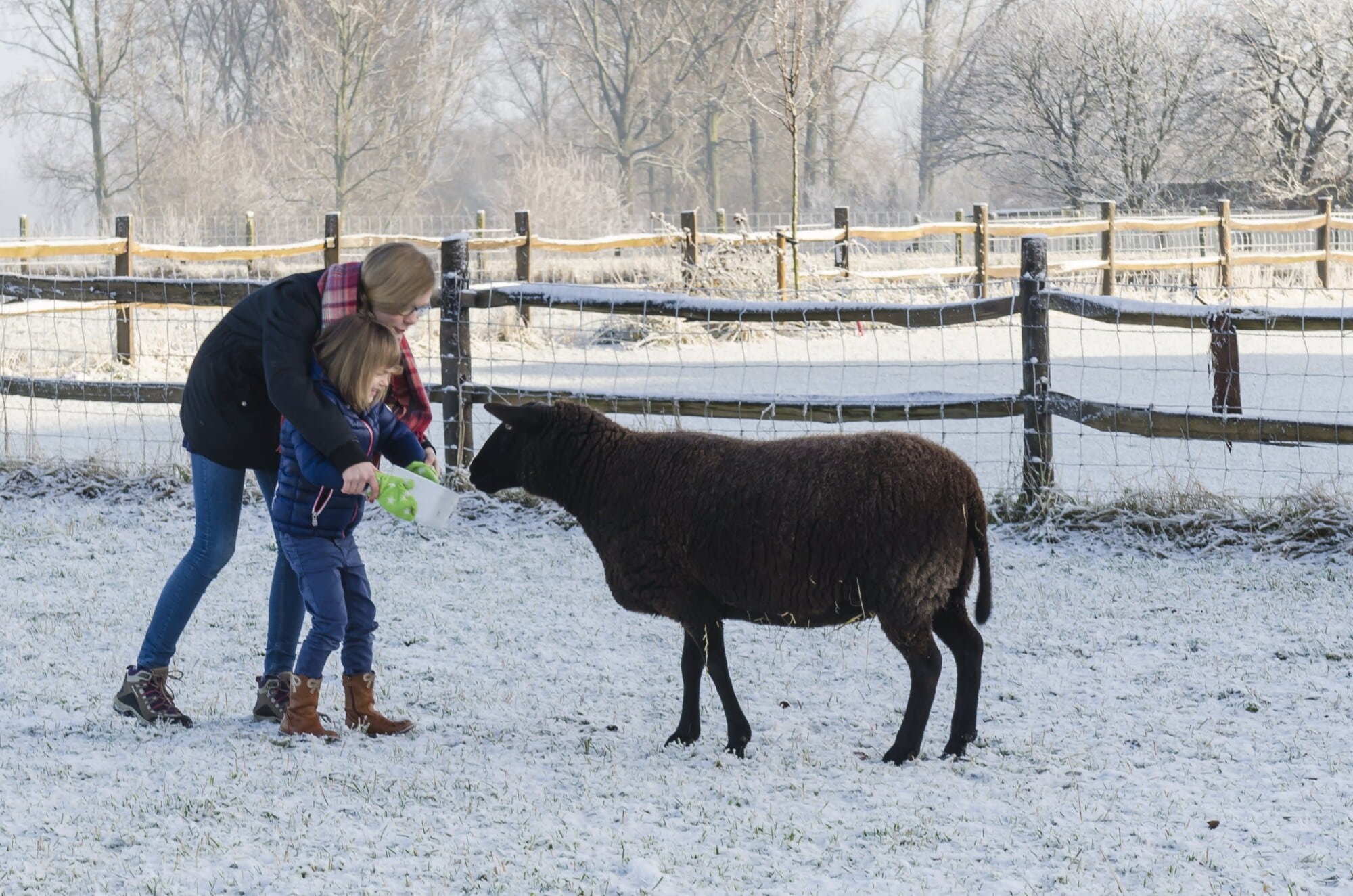 Moeder en kind voeren schaap in sneeuwlandschap bij Eyndevelde vakantiewoning in Vlaamse Ardennen