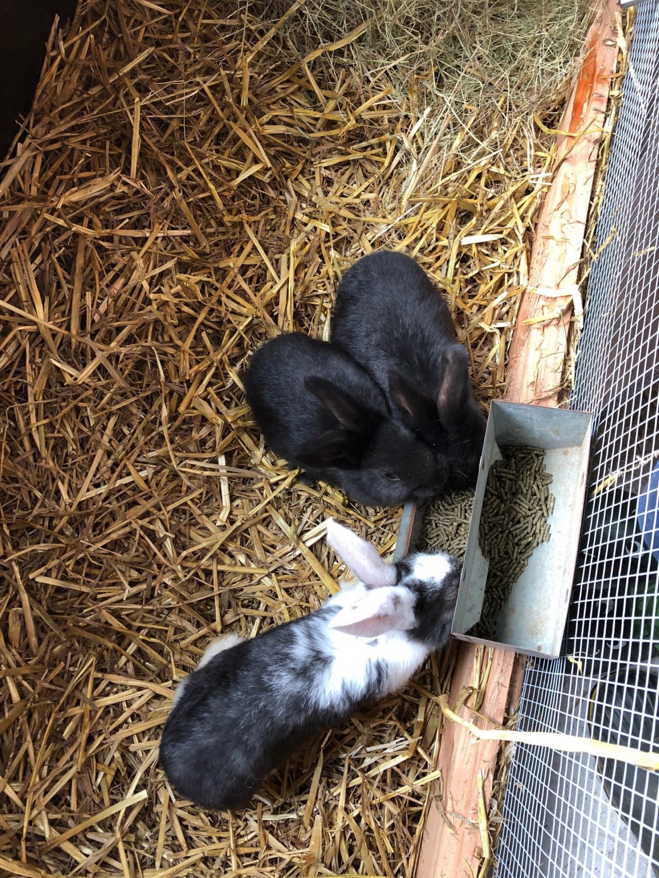 Twee zwarte konijntjes met witte vlekken eten uit voerbak in strohok bij Eyndevelde vakantiewoning