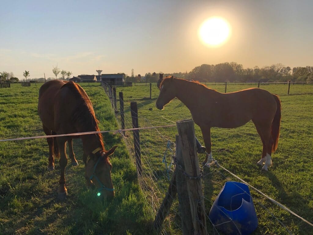 Twee paarden grazen bij zonsondergang in de wei naast de paardenstal van Eyndevelde vakantiewoning