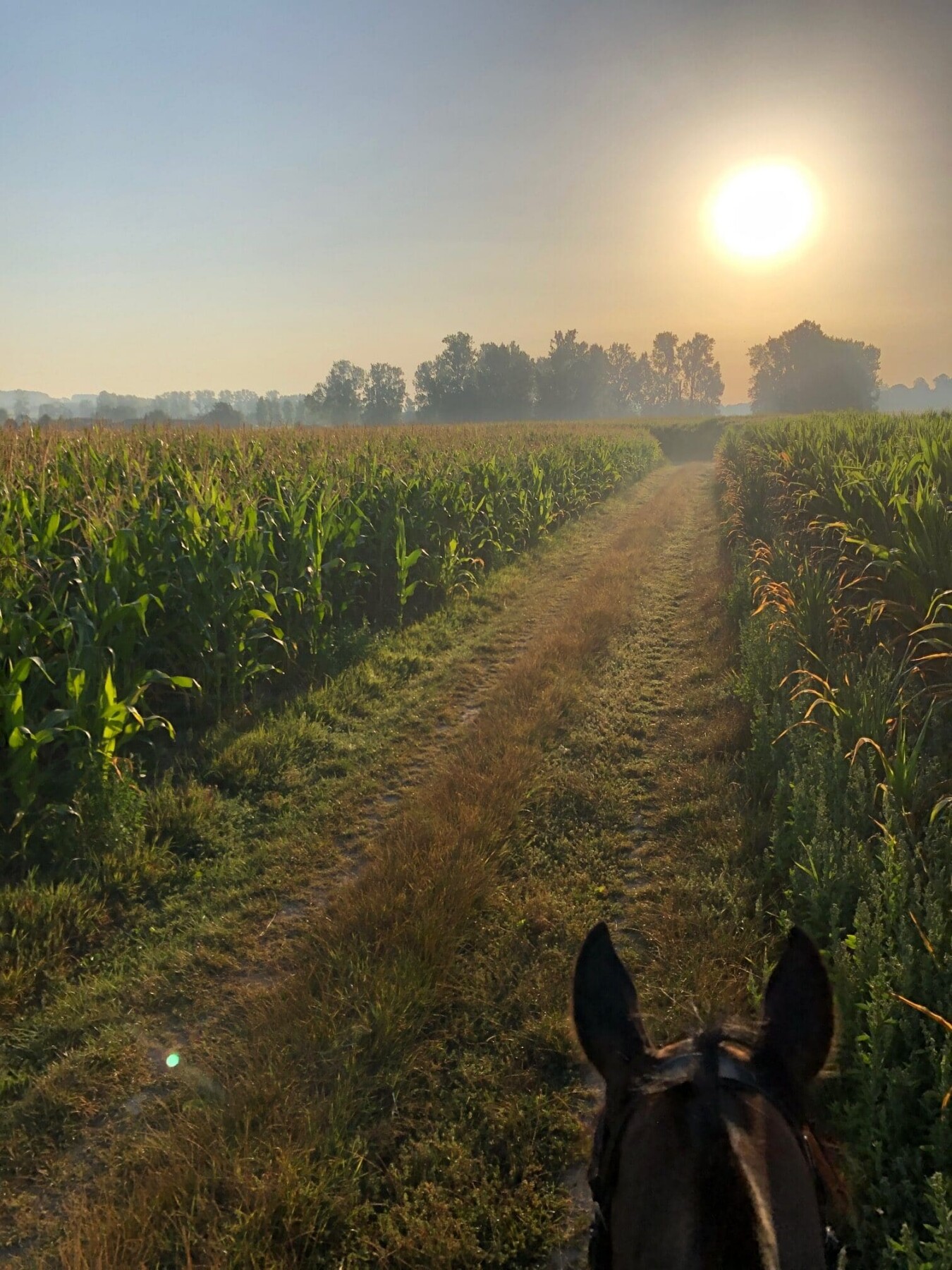 Zonsopgang boven maïsveld met paardenoren in voorgrond tijdens dauwtrip te paard in Vlaamse Ardennen