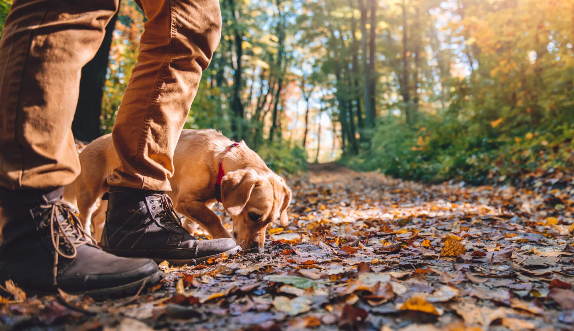 Persoon in bruine broek wandelt met kleine bruine hond door herfstbladeren in bos
