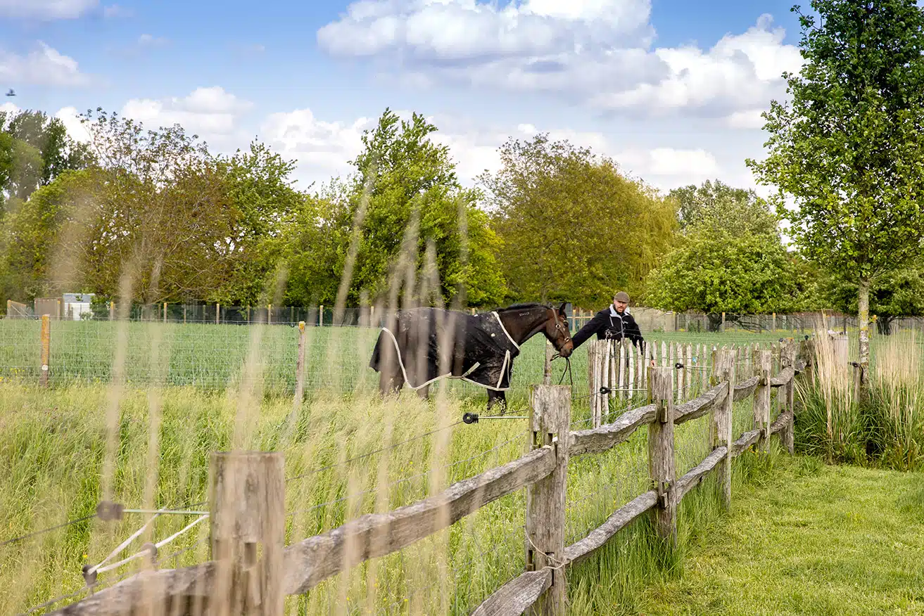Ruiter te paard springt over houten hek in groene wei met bomen op achtergrond bij Eyndevelde